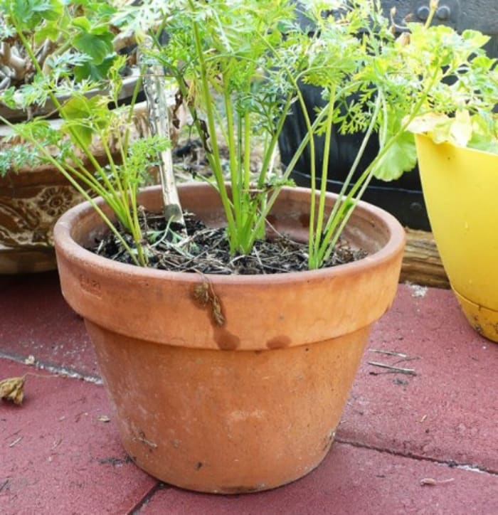 THÍ NGHIỆM KHOA HỌC STEM CHO TRẺ MẦM NON: TRỒNG C Y TỪ THÙNG RÁC