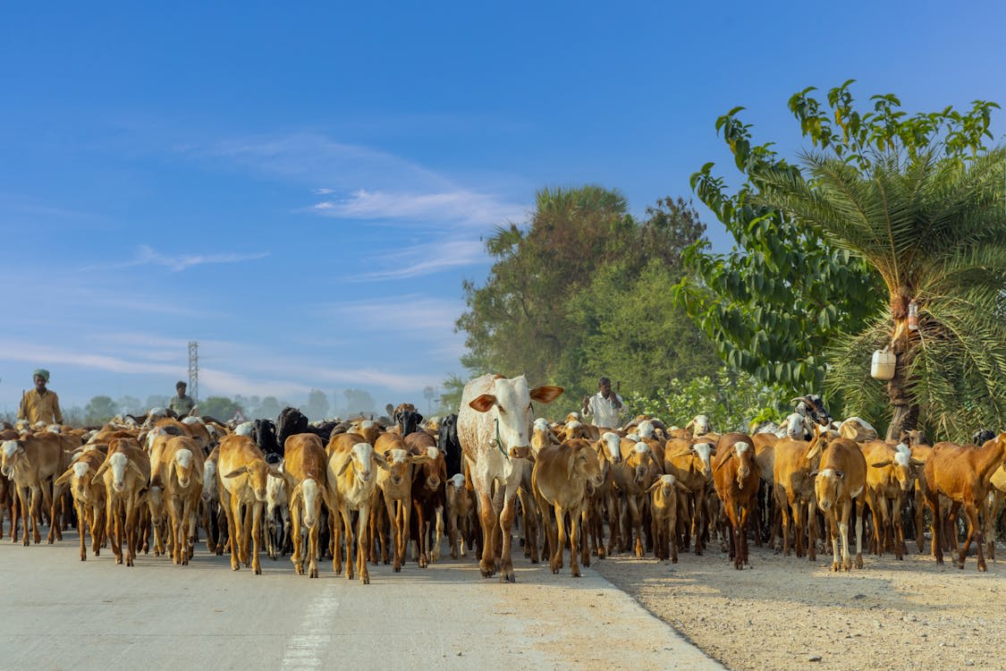 Livestock Insurance in Kenya: Safeguarding Your Agricultural Investment