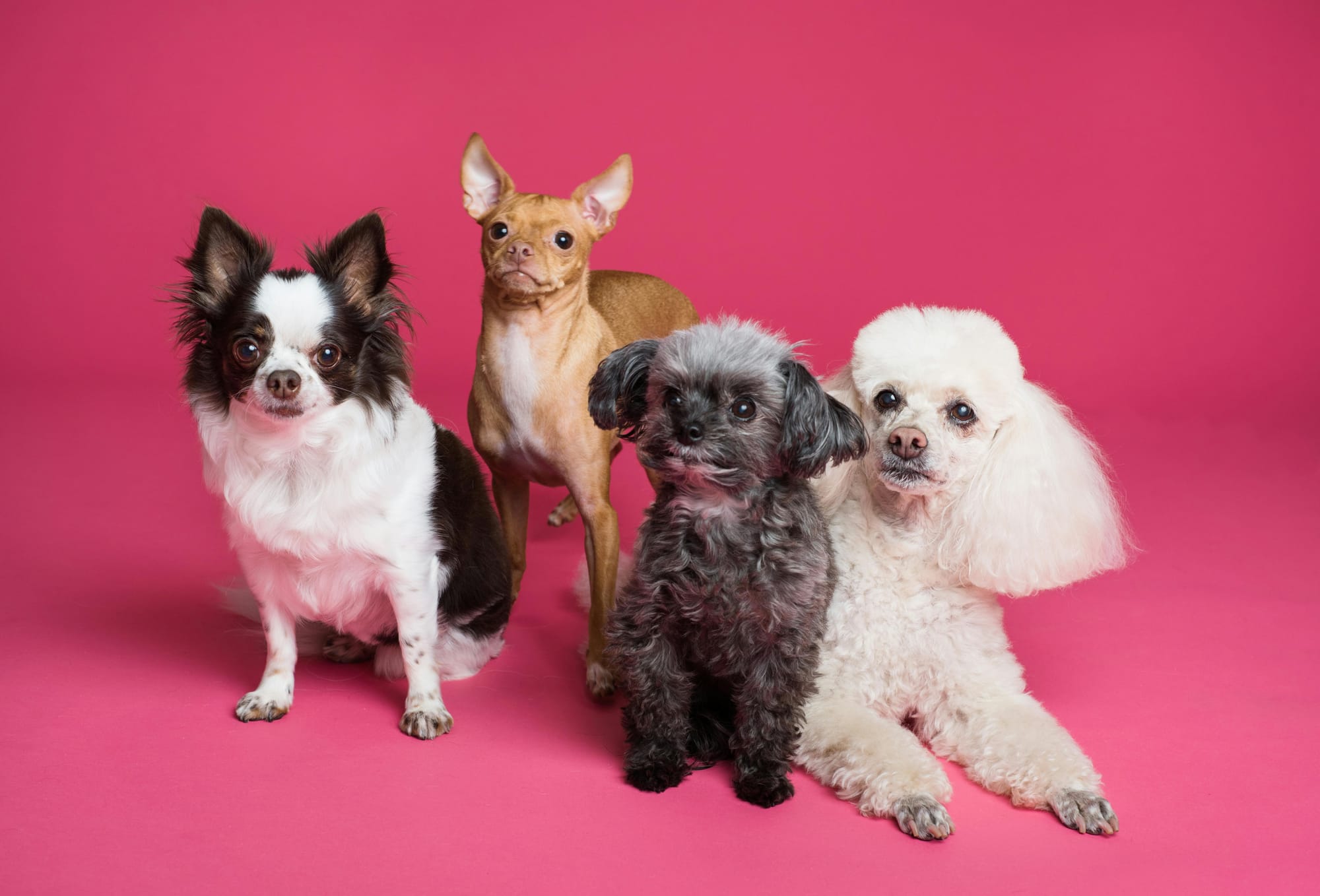 Pet Insurance in Kenya 2025: Costs, Coverage, Benefits, and How to Choose the Best Plan for Your Pet
