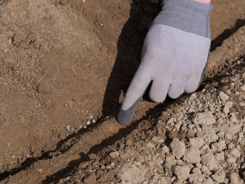 Kverneland precision seed placement in prepared soil row with protective glove – close-up during planting process