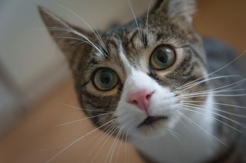 K&H Pet Products Hanging Cat Condo Review