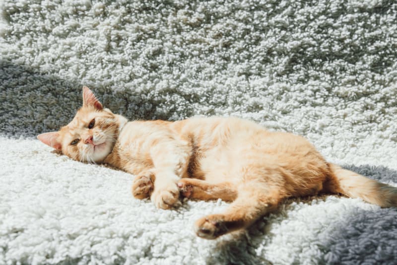How to Attach Carpet to a Cat Tree