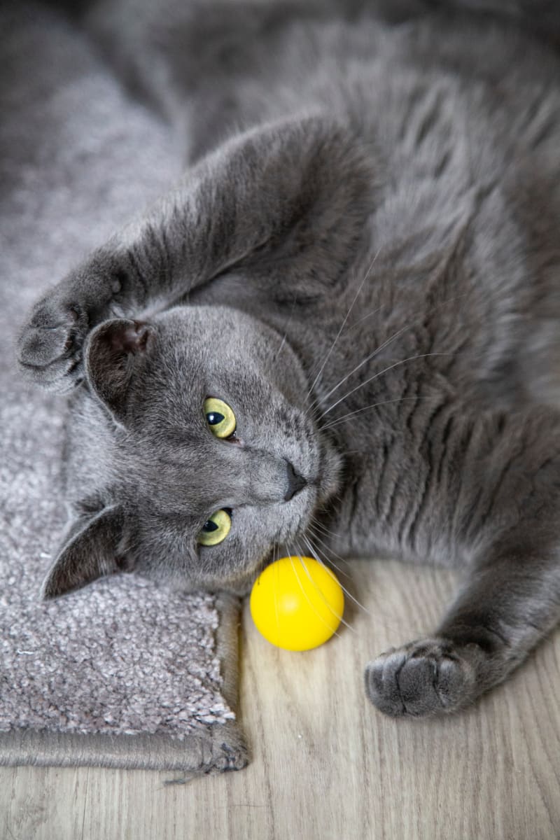 Best Cat Toys: Reviews &; Updated Guide