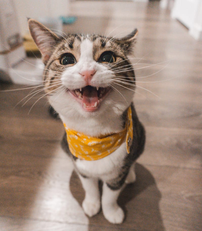 Best Cat Carrier For Nervous Cats