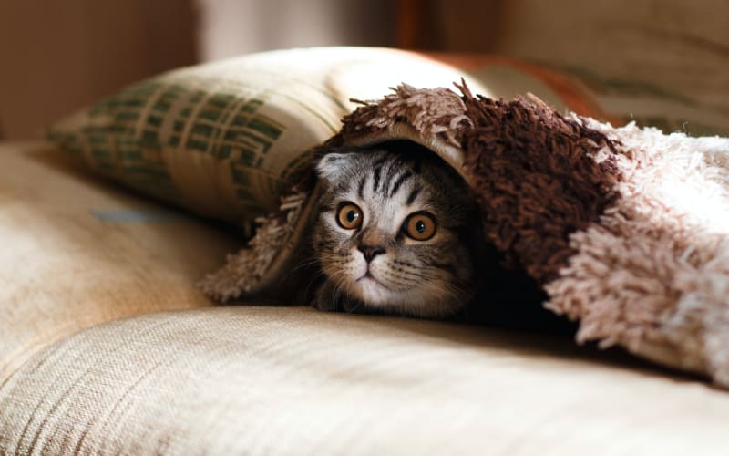 Cat Poops Outside of Litter Box and What to Do About It