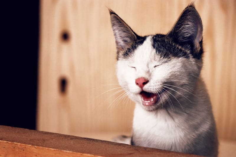 Do Scratching Posts Work?