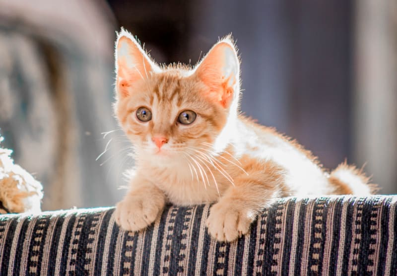 How Big Should a Cat Carrier Be?