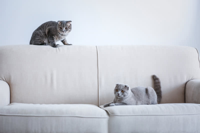 two gray cats on white couch looking playful