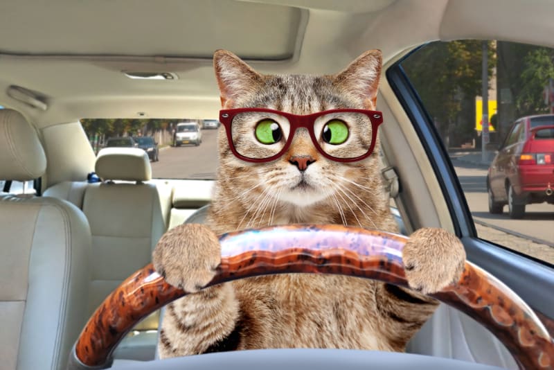 How to Transport a Cat By Car Long Distance