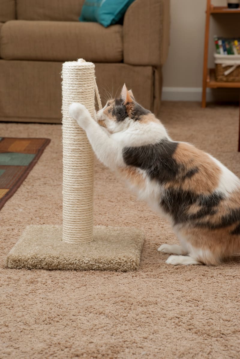 cat scratching on post with sisal rope