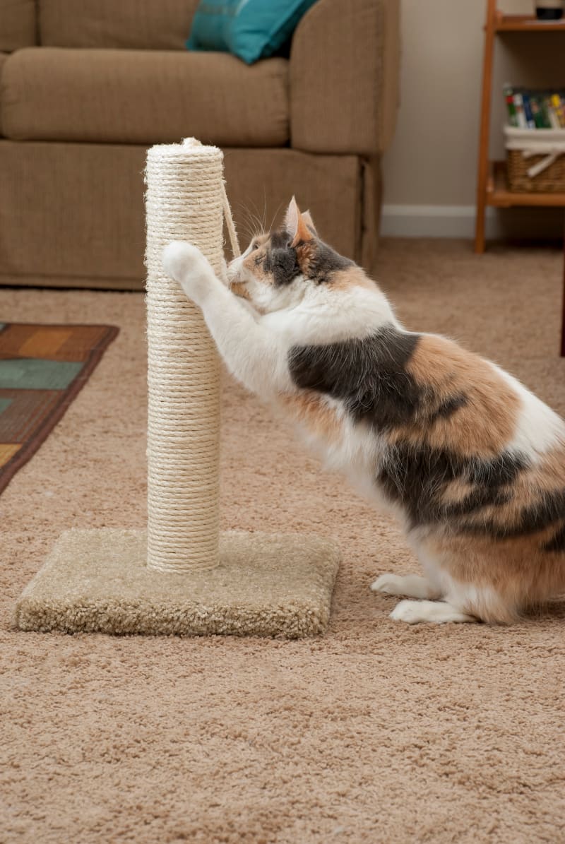 Best Material for Cat Scratching Post & How To Choose