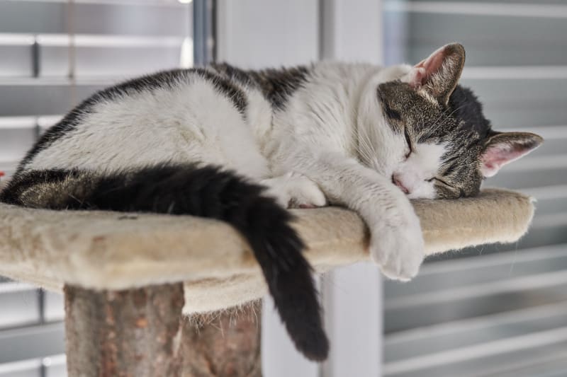 Top 10 Best Cat Trees