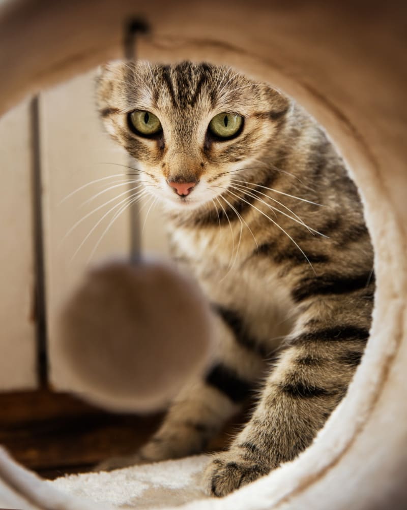 how to train a cat to scratch a post