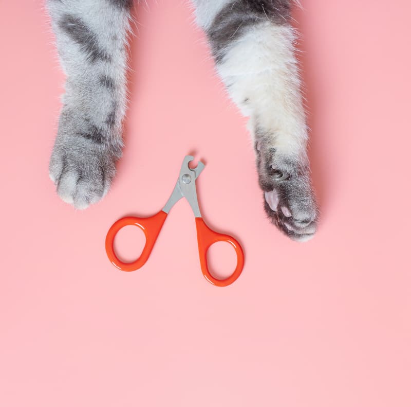 two gray cat paws with nail trimmer on pink background