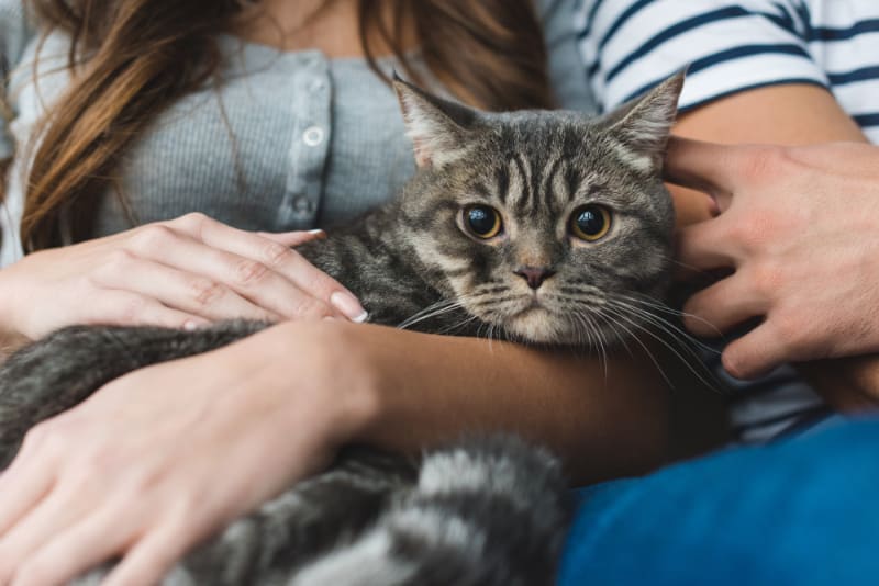 When to Worry About Cat Vomiting