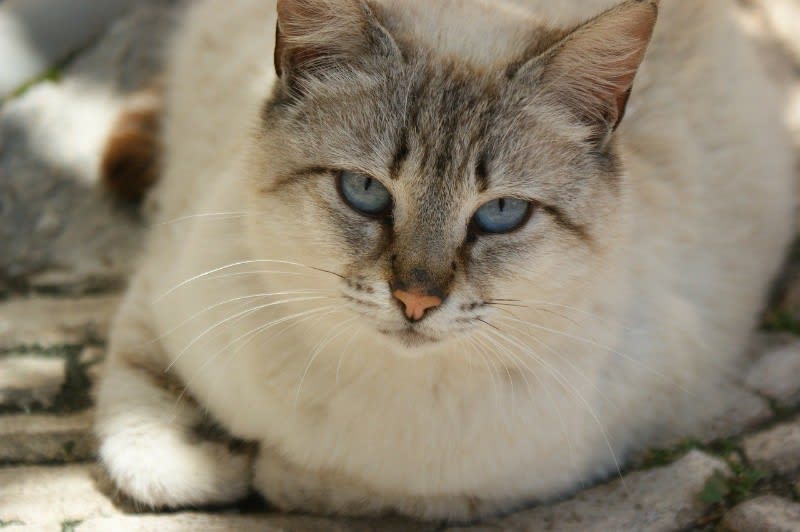 a cat staring at a camera with intense eyes