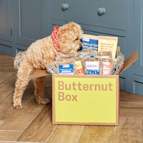 Bella the Cavapoo eagerly inspecting a box full of Butternut Box meals