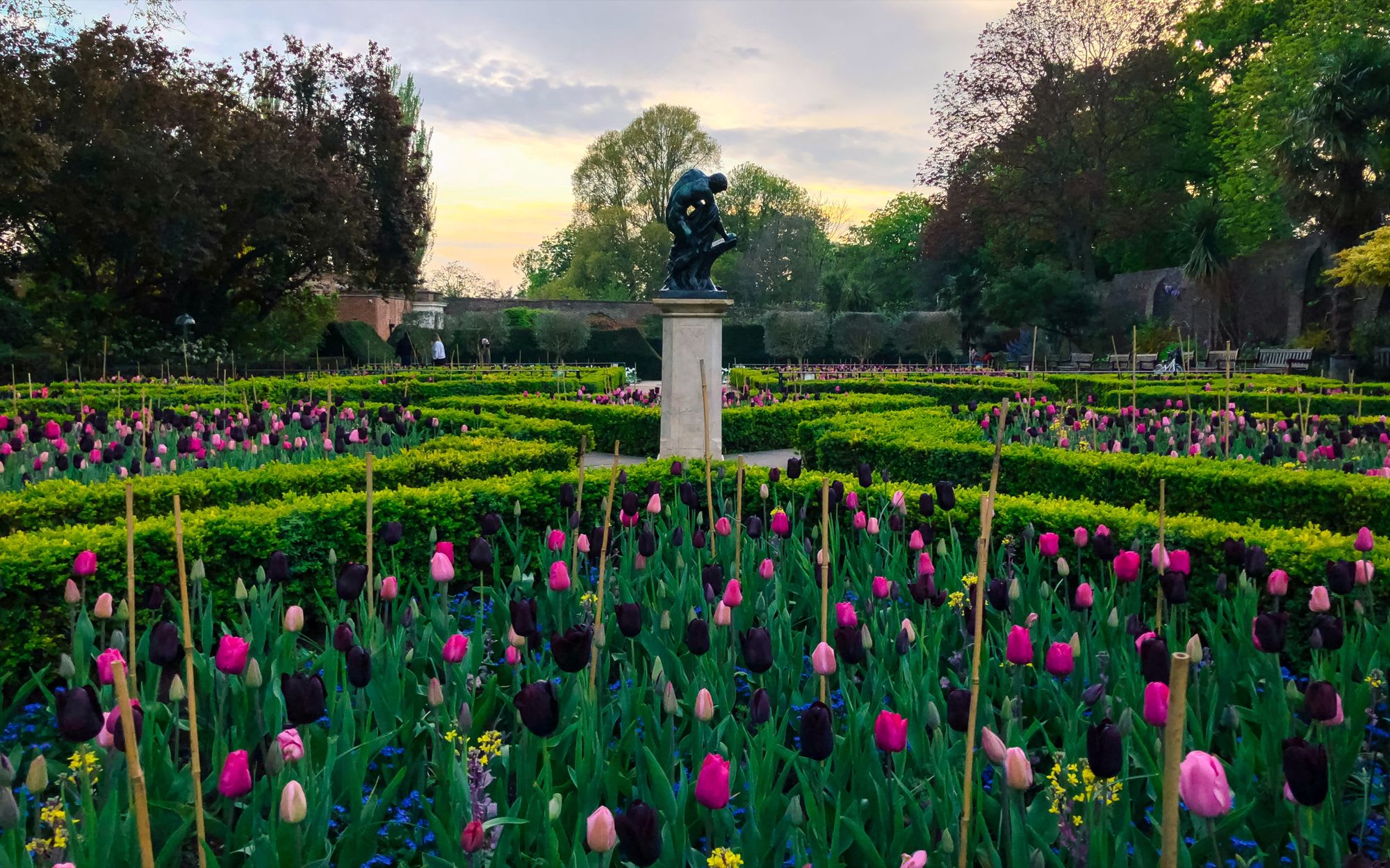 Tulips in bloom in Holland Park, London
