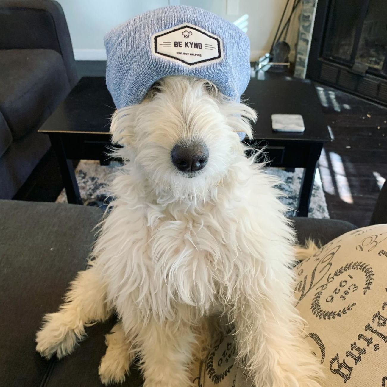 Assemble Toy Kits for Shelter Animals