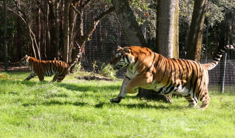 Afbeeldingsresultaat voor big cat rescue tampa