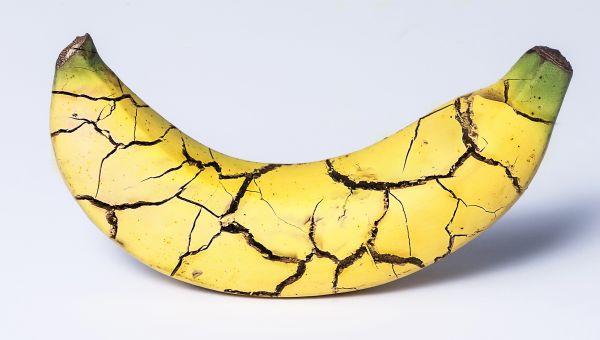 Banana cracked on white background (conceptual)