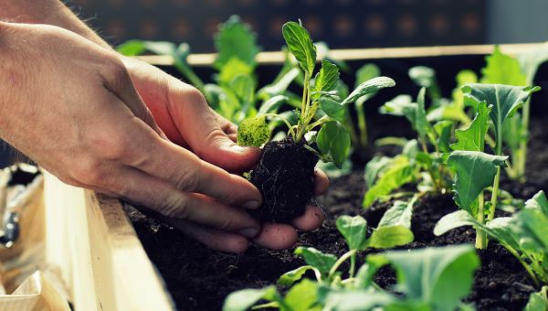 Plant Your Own Garden 
