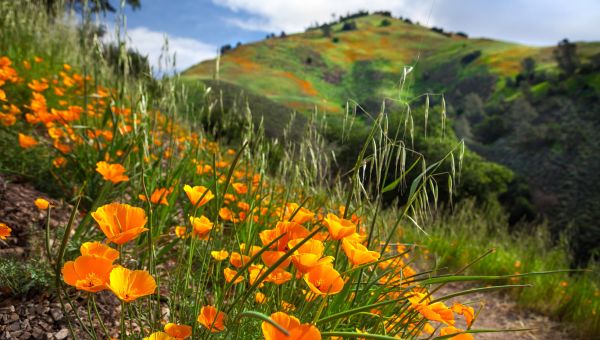 Loma Linda California, flowers, orange flowers, mountain