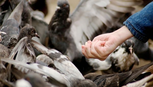 bird, pigeon, feeding birds