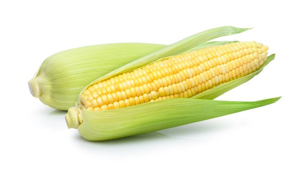 ears of corn