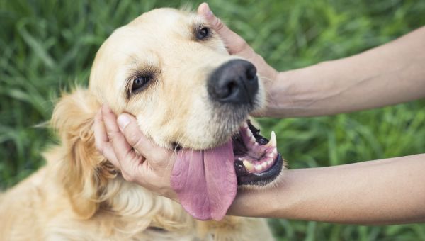 golden retriever dog and hands