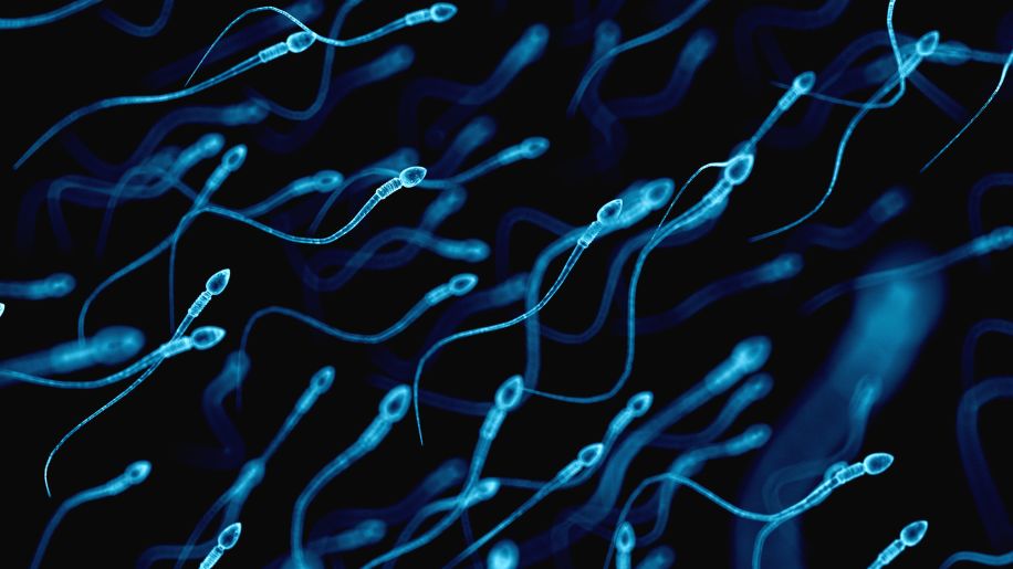 sperm cells