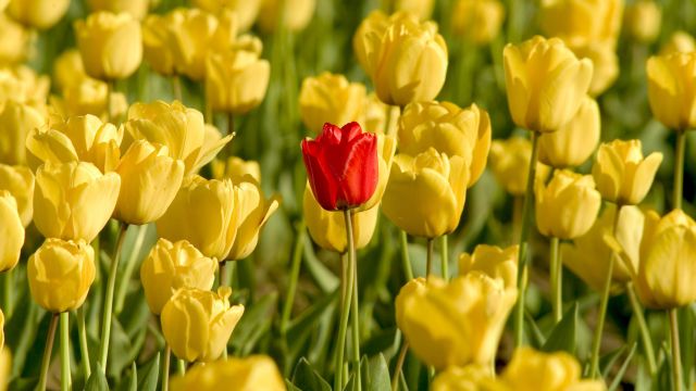One red tulip among sea of yellow tulips