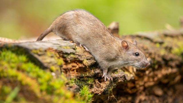 rat in forest