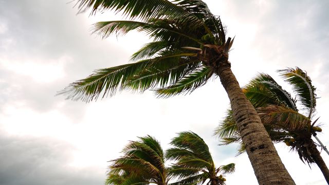 Palm trees blowing in the wind during a hurricane.