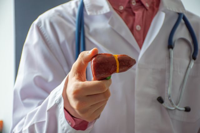 doctor holding a small model of a healthy liver
