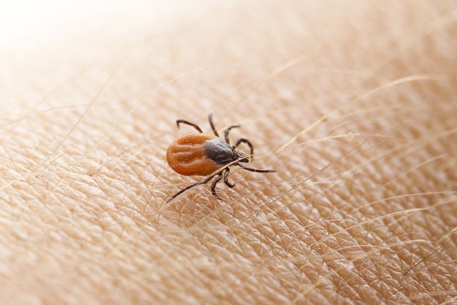 tick on skin