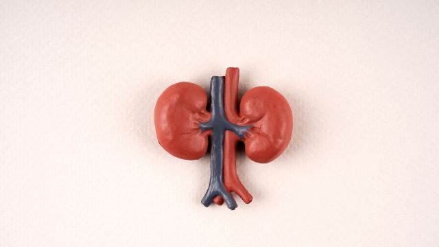 A plastic diagram of the kidneys that shows the pair of bean-shaped organs that filter waste and excess fluid from the body.