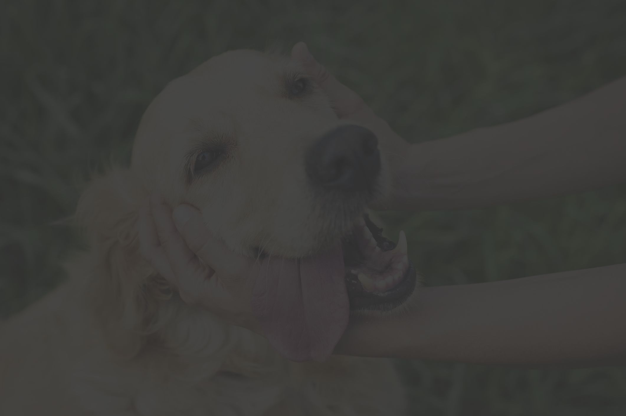 golden retriever dog and hands