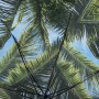 46" Arc Palm Bay Folding Umbrella