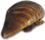 Zebra Mussel