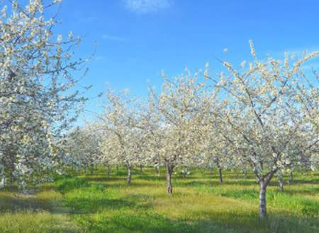 Blossoms on Old Mission Peninsula