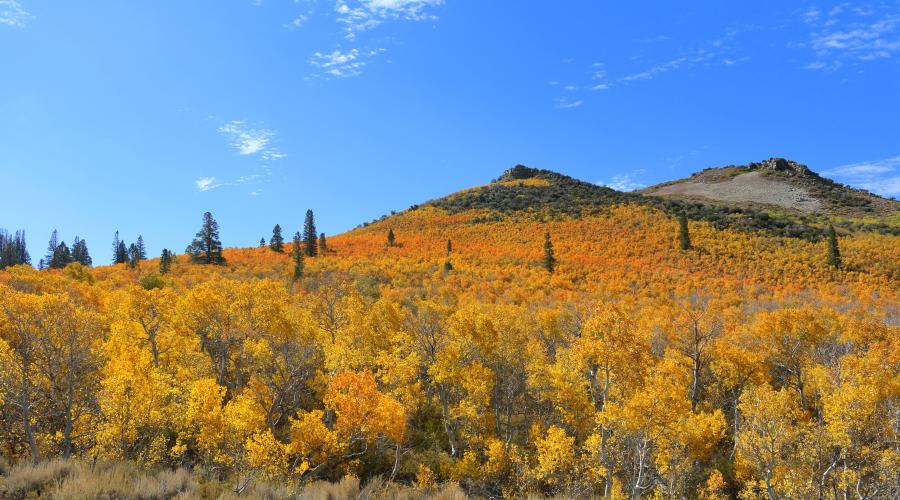Sage Hen Summit Fall Colors