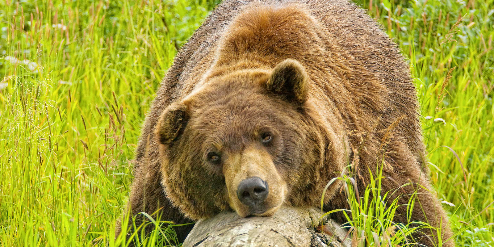 wildlife tour anchorage