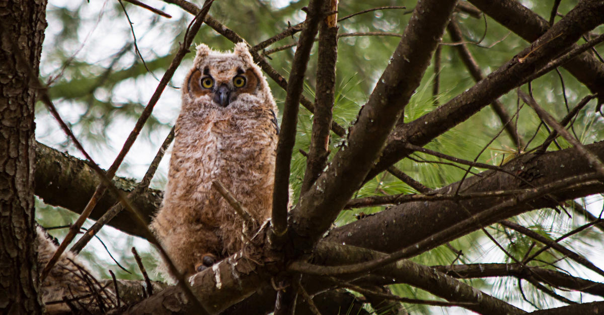 Roanoke Va Birding Amp Wildlife Blue Ridge Mountains