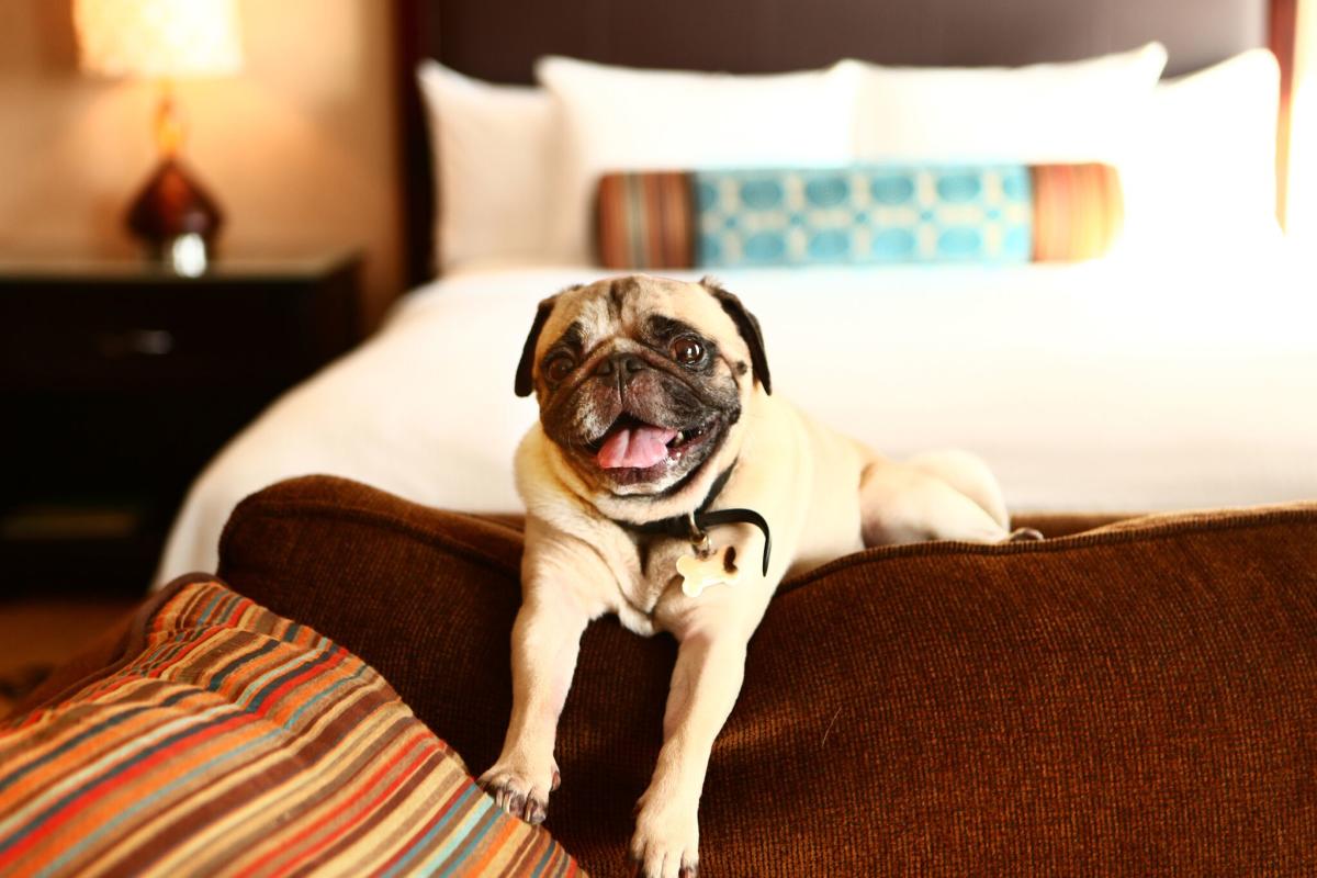 Pet Friendly Huntington Beach  Dog Parks Beaches Hotels