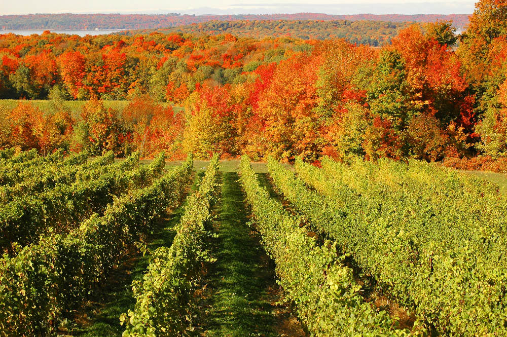 Traverse City Wineries in Fall Vineyards & Tours