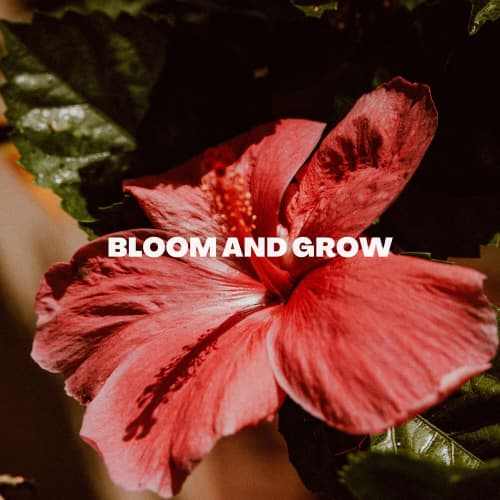 Bloom and Grow - Single