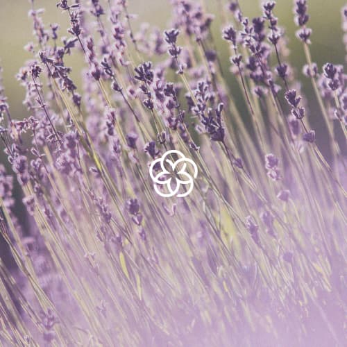 Violet (Edit)