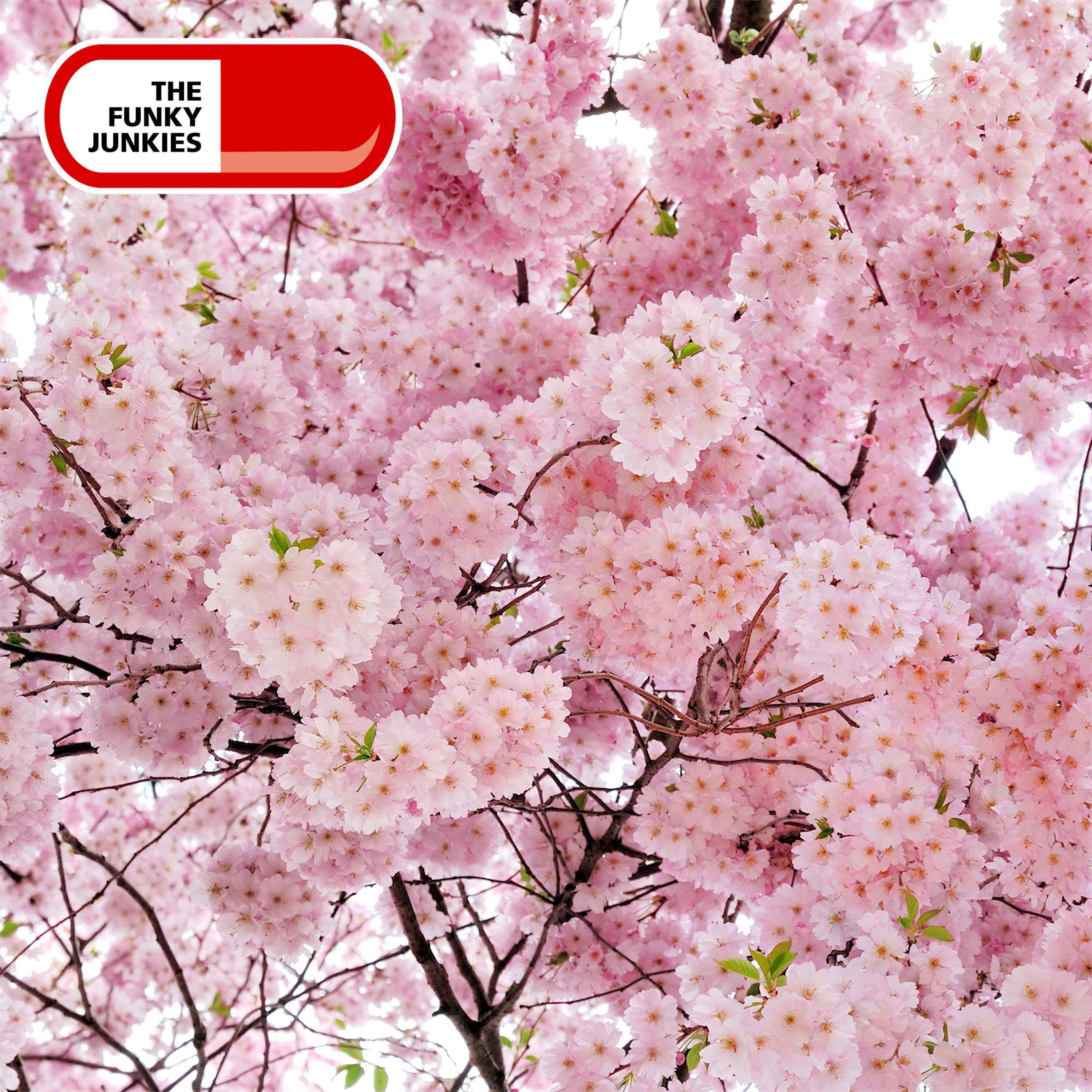 Forest In Full Bloom