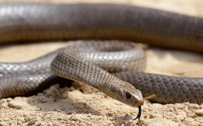 A deadly Australia eastern brown snake photographed in the Sydney suburb of Terry Hills. Picture: William West/Getty Images.